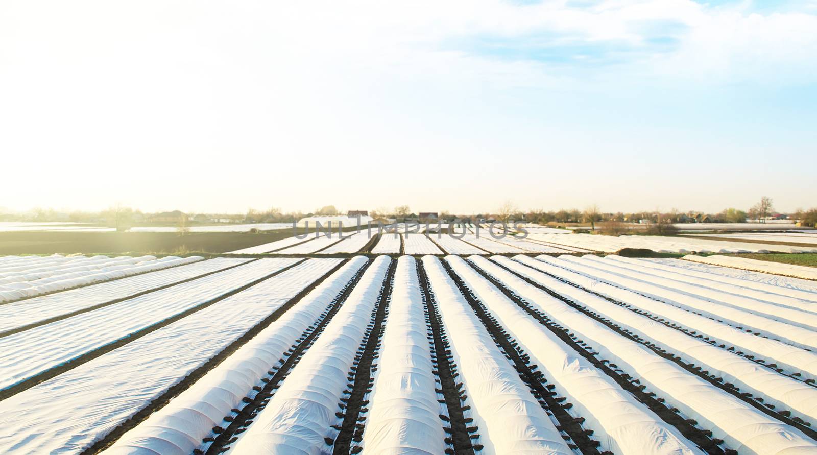 Farmer plantation fields covered with spunbond agrofibre. Use of technology in agriculture for an earlier and higher harvest. Improving survival and efficiency of agricultural crops.