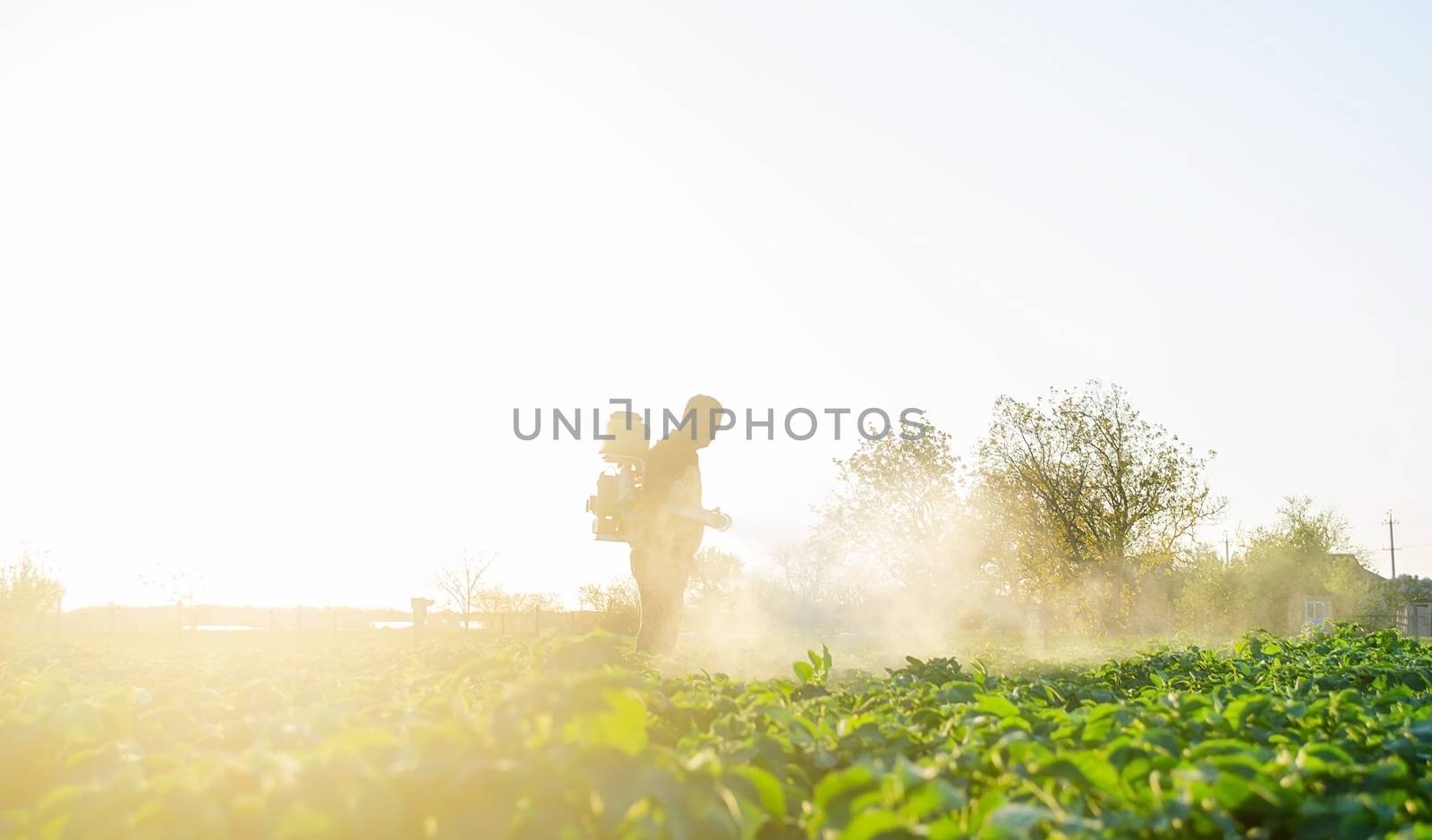 Farmer spraying plants with pesticides in the early morning. Protecting against insect and fungal infections. Agriculture and agribusiness, agricultural industry. The use of chemicals in agriculture.