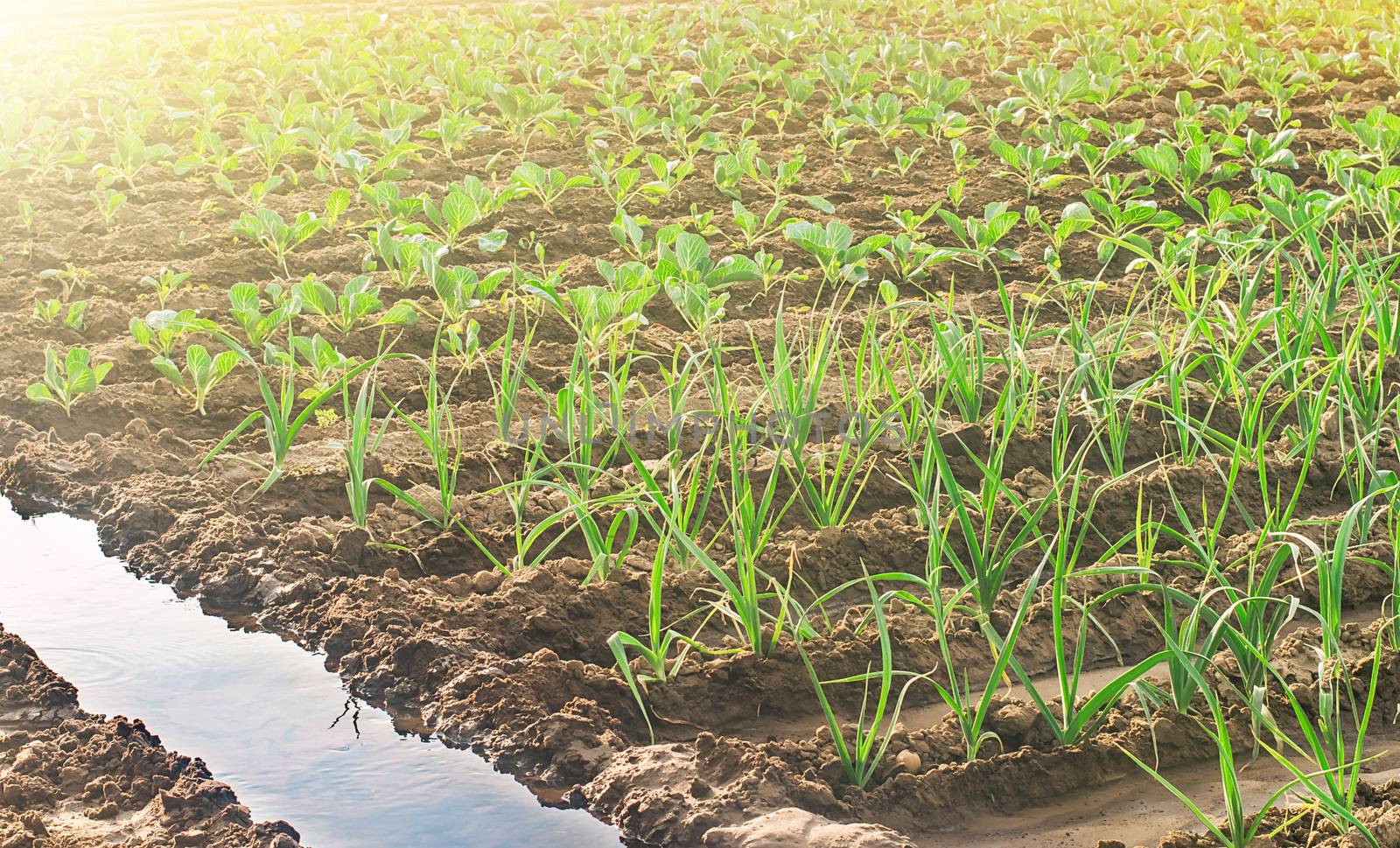 Watering the plantations of leeks and young cabbage. Farm agricultural field. Agroindustry and agribusiness. Growing organic ecological food products vegetables. Care and cultivation, farming.