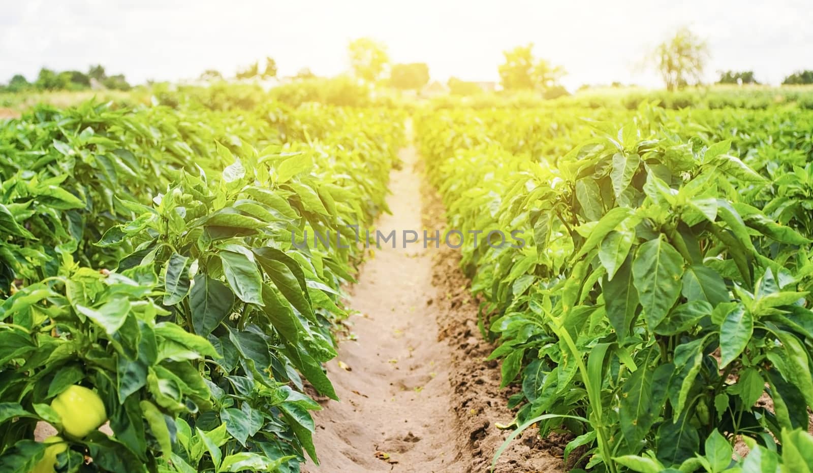 Plantations of sweet Bulgarian bell pepper bushes. Farming and agriculture. Cultivation, care and harvesting. Farm for growing vegetables. Agroindustry. Fresh green greens. Plant growing, agronomy.