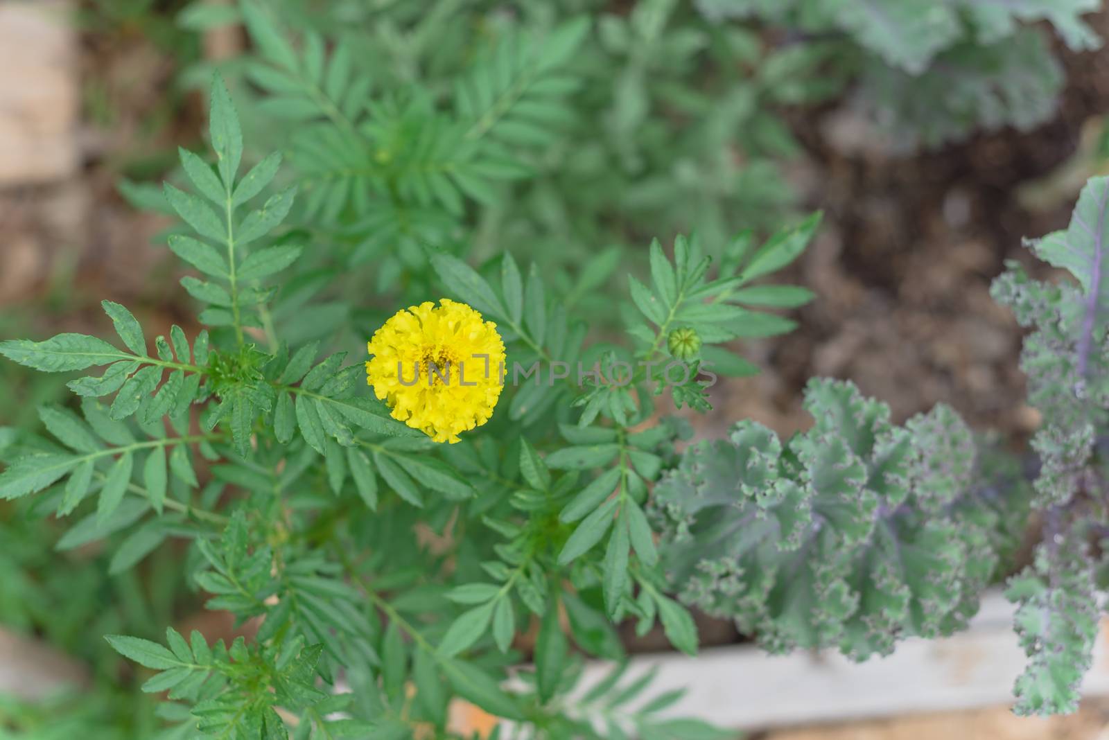 Blossom yellow marigold and red curly kale plants on raised bed garden near Dallas, Texas, America. Organic homegrown medical flower blooming in springtime