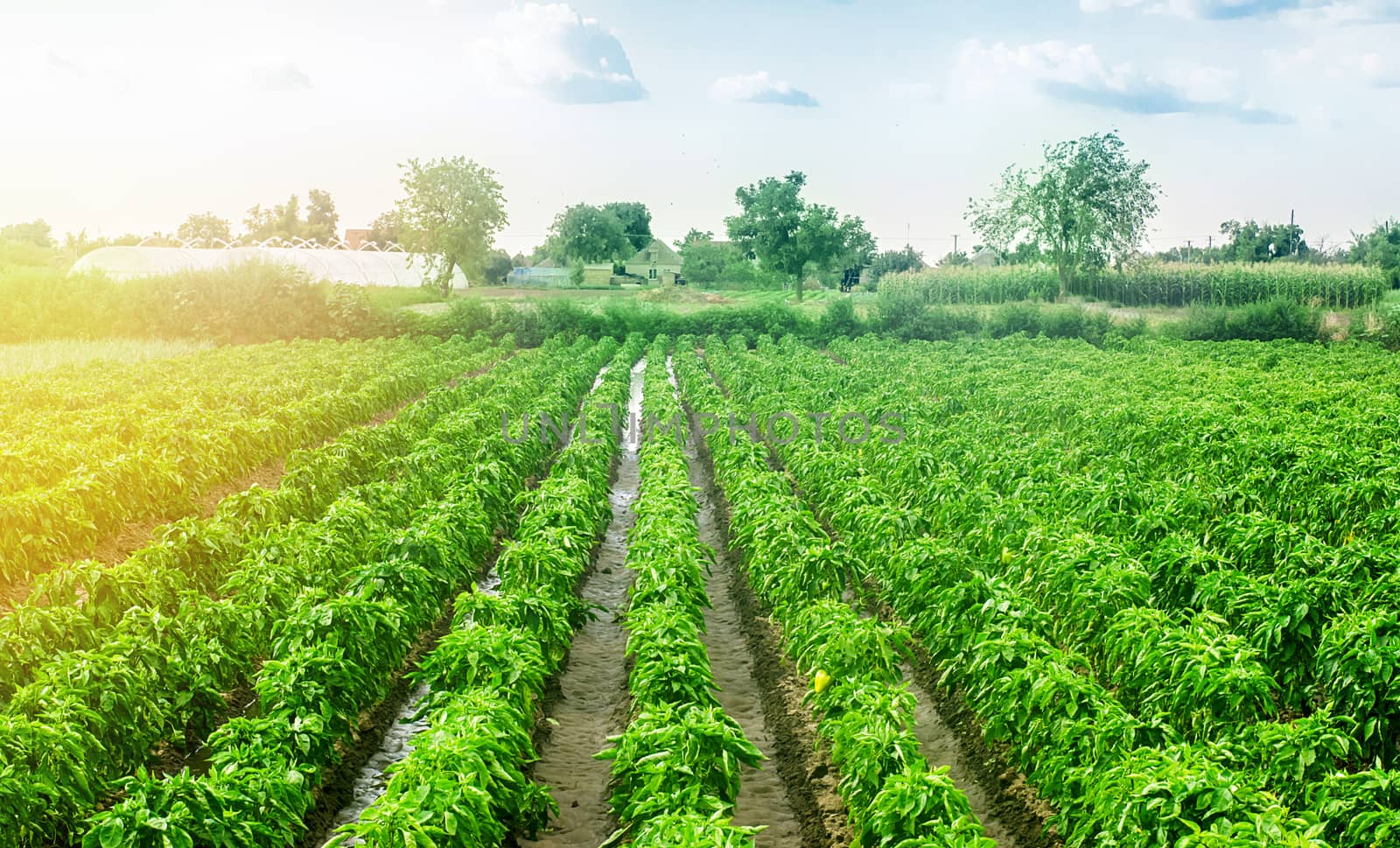 Paprika pepper plantation field after rain. Agriculture, farming. Growing vegetables in the agricultural industry. Organic food products. Farmland. Fresh green greens. Plant growing, agronomy.