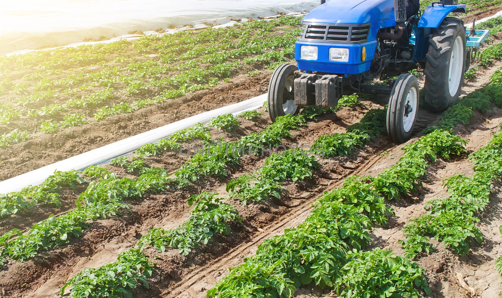 Blue tractor on a field of plantation of potato cultivars of variety type Riviera. Seasonal agricultural works. Growing vegetables and use of small agricultural machinery on private family farms.