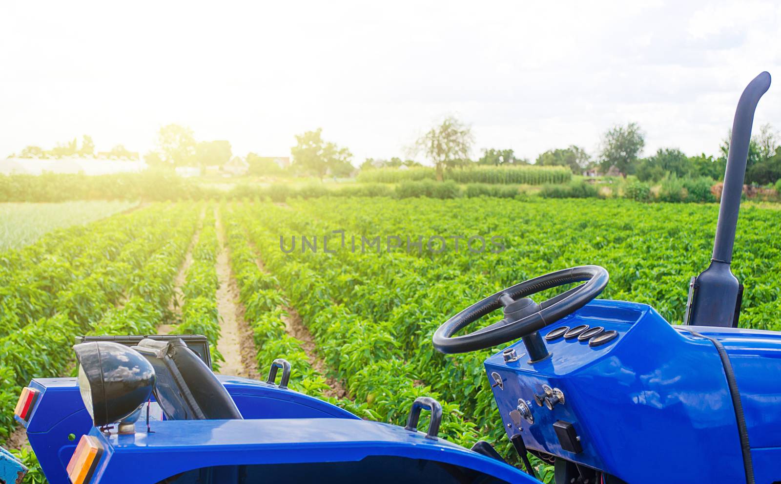 Blue tractor in a paprika pepper plantation field. Farming and agricultural industry. Cultivation and care of plants. Agricultural equipment and technical transport. Farmer support subsidies