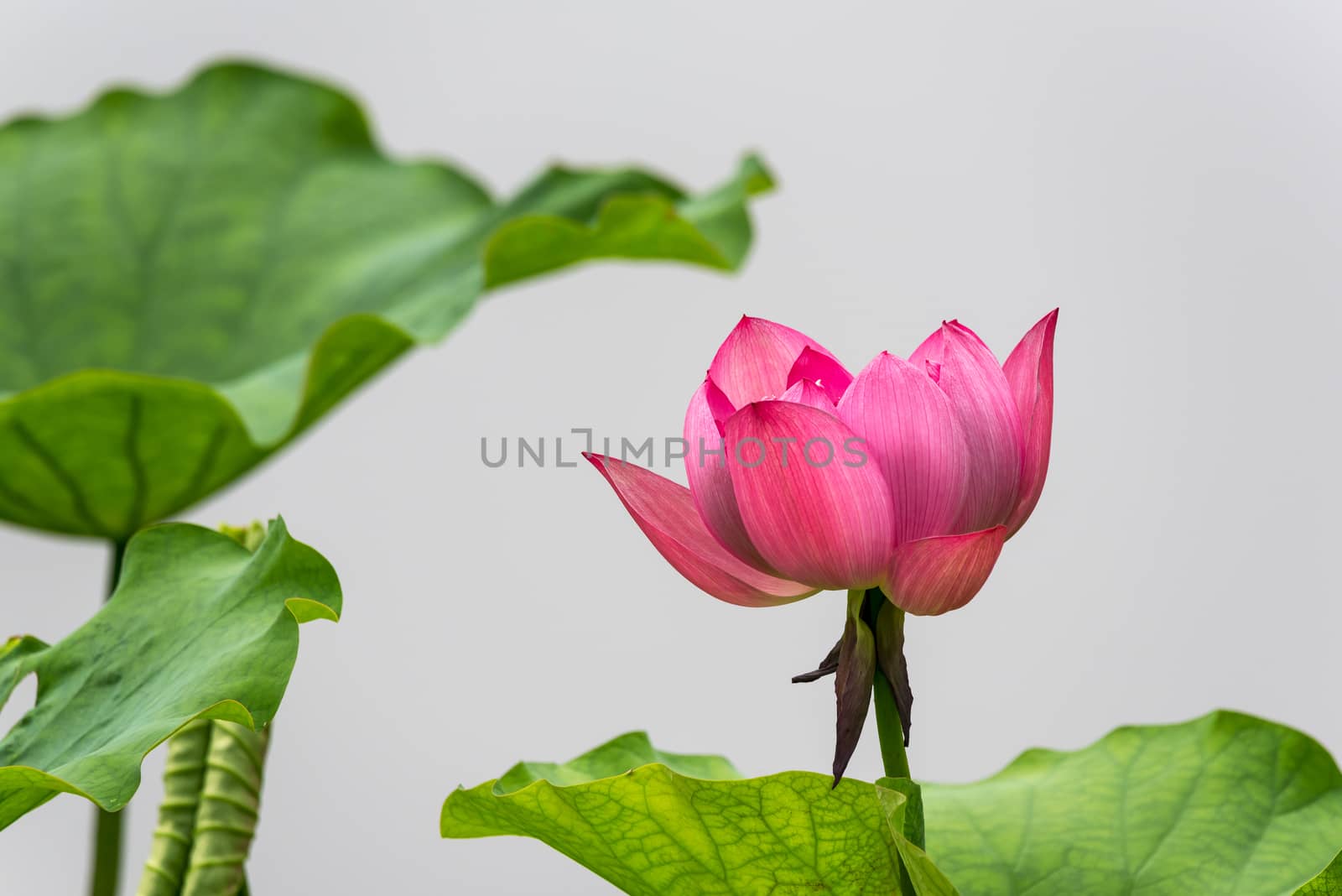 Lotus water lily flower close-up against grey background in China