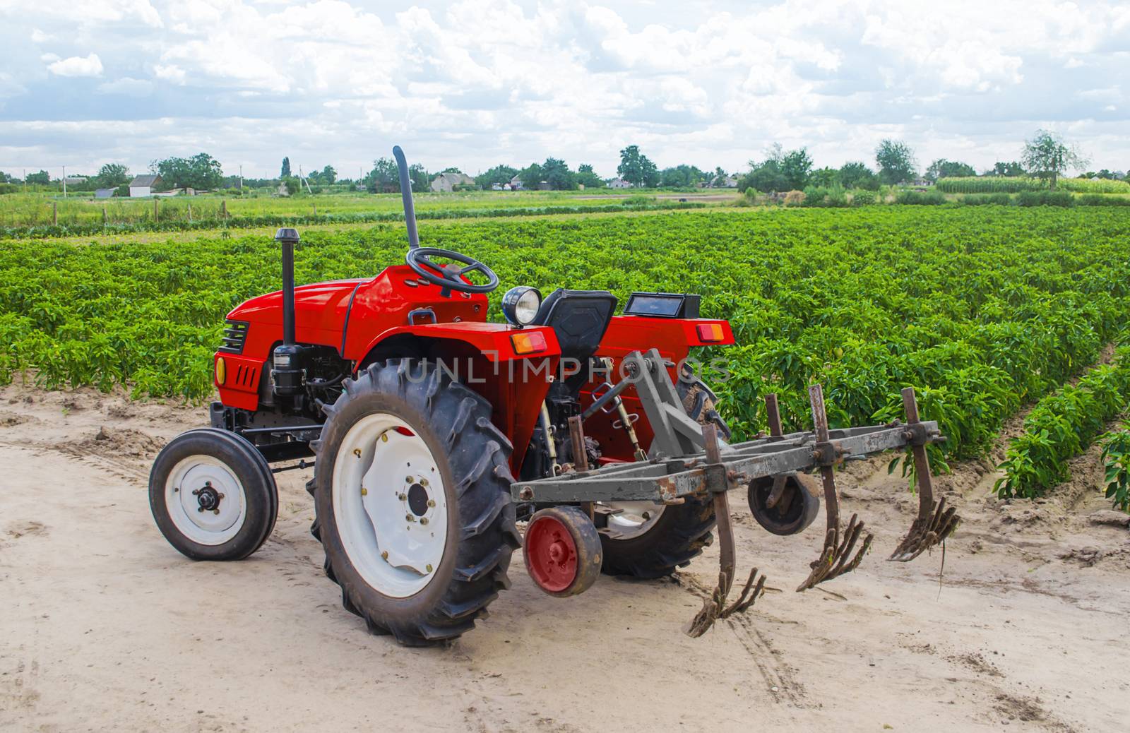 Red tractor with a plow on plantation of paprika pepper bushes. Farming agribusiness, agriculture industry. Agricultural machinery equipment. Farmland. Growing food and caring for crops