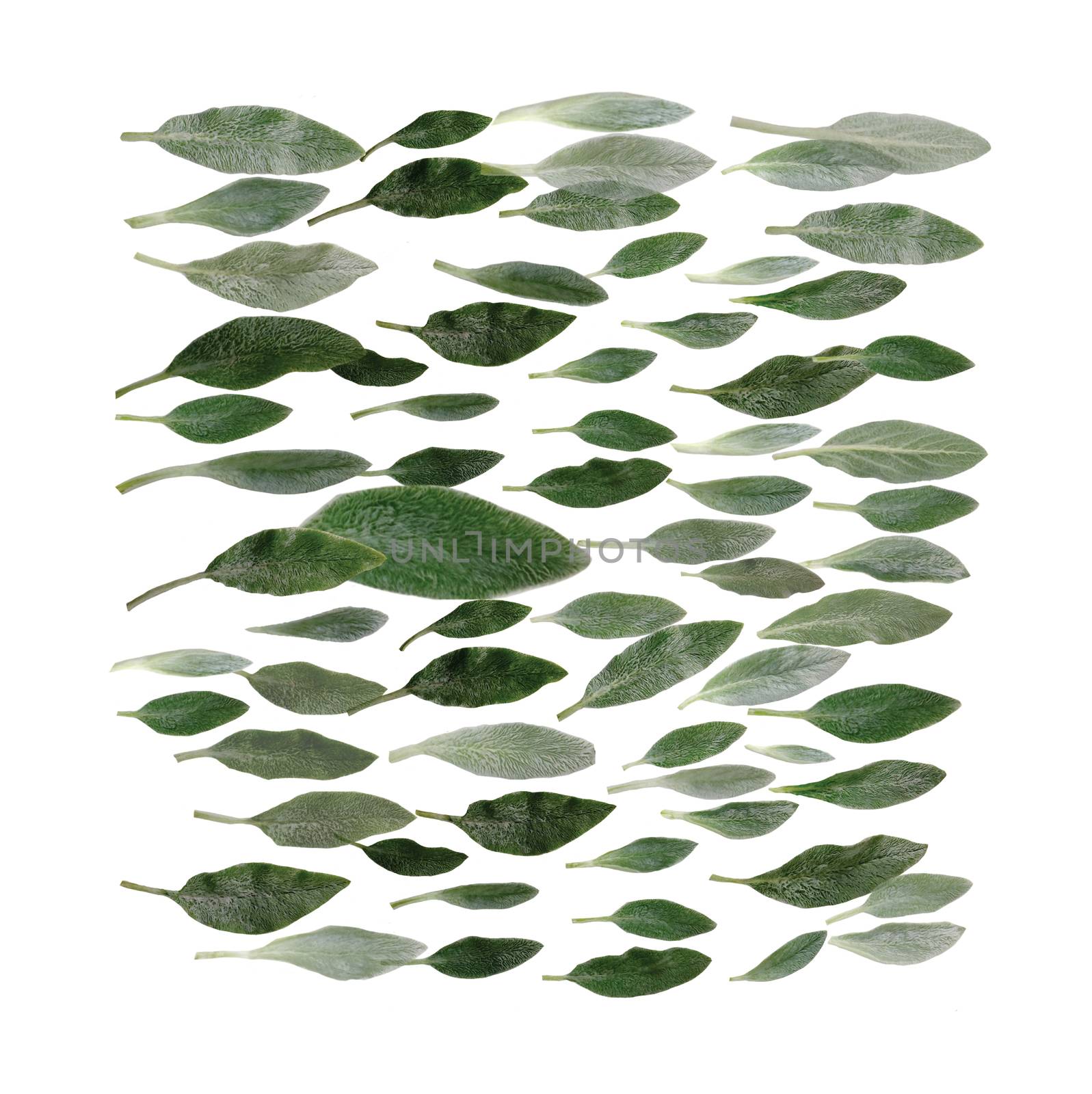 Green leaves isolated on white background. Flat lay square shape texture. 