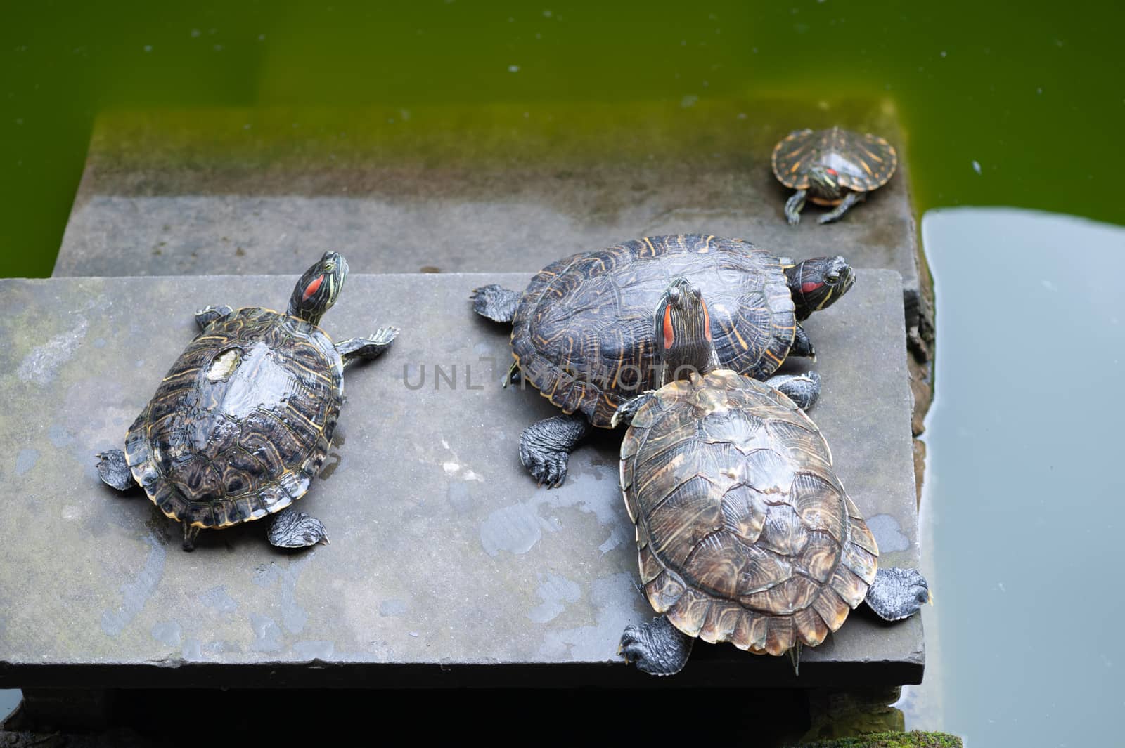 Group of turtles on a rock by a pond, Chongqing, China