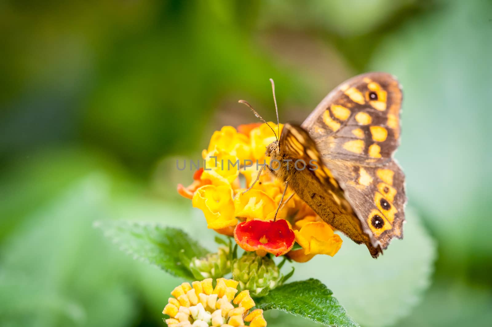 Butterfly taking pollen from a yellow flower in springtime