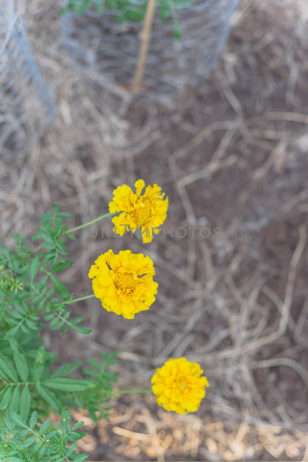 Homegrown yellow marigold blossom on raised bed garden near Dallas, Texas, USA by trongnguyen