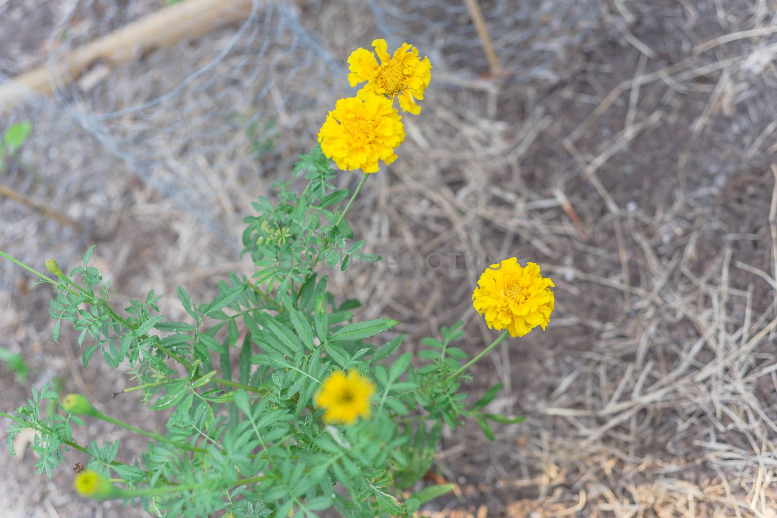 Selective focus blossom yellow marigold on raised bed garden near Dallas, Texas, America. Organic homegrown medical flower blooming in springtime