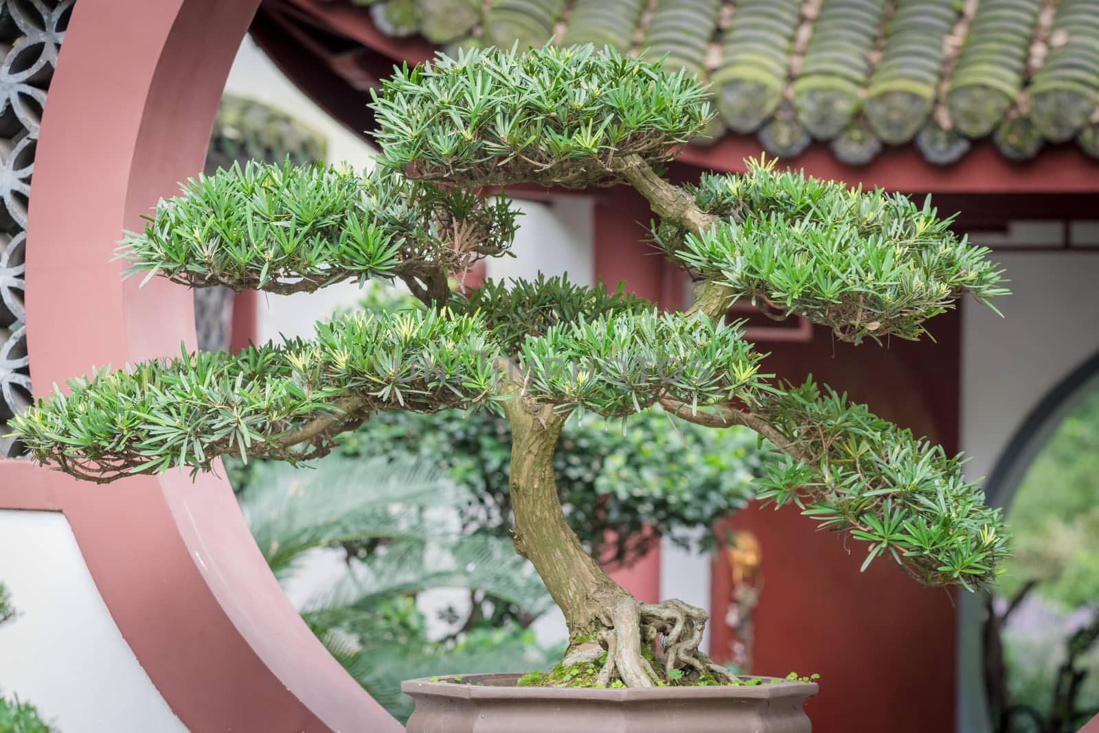 Bonsai tree against chinese traditional building in BaiHuaTan public park, Chengdu, China