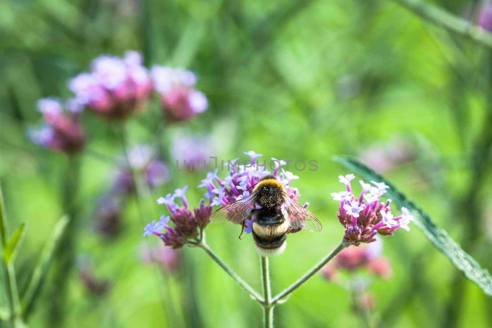 Mining bee on a purple flower, France