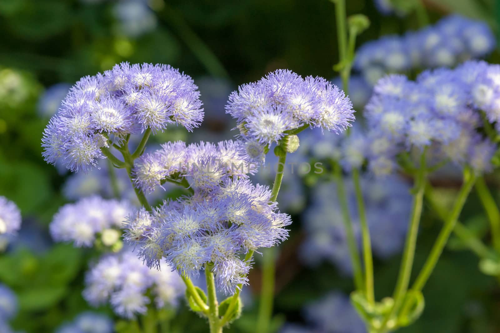 billy goat weed flowers in sunlight in a garden