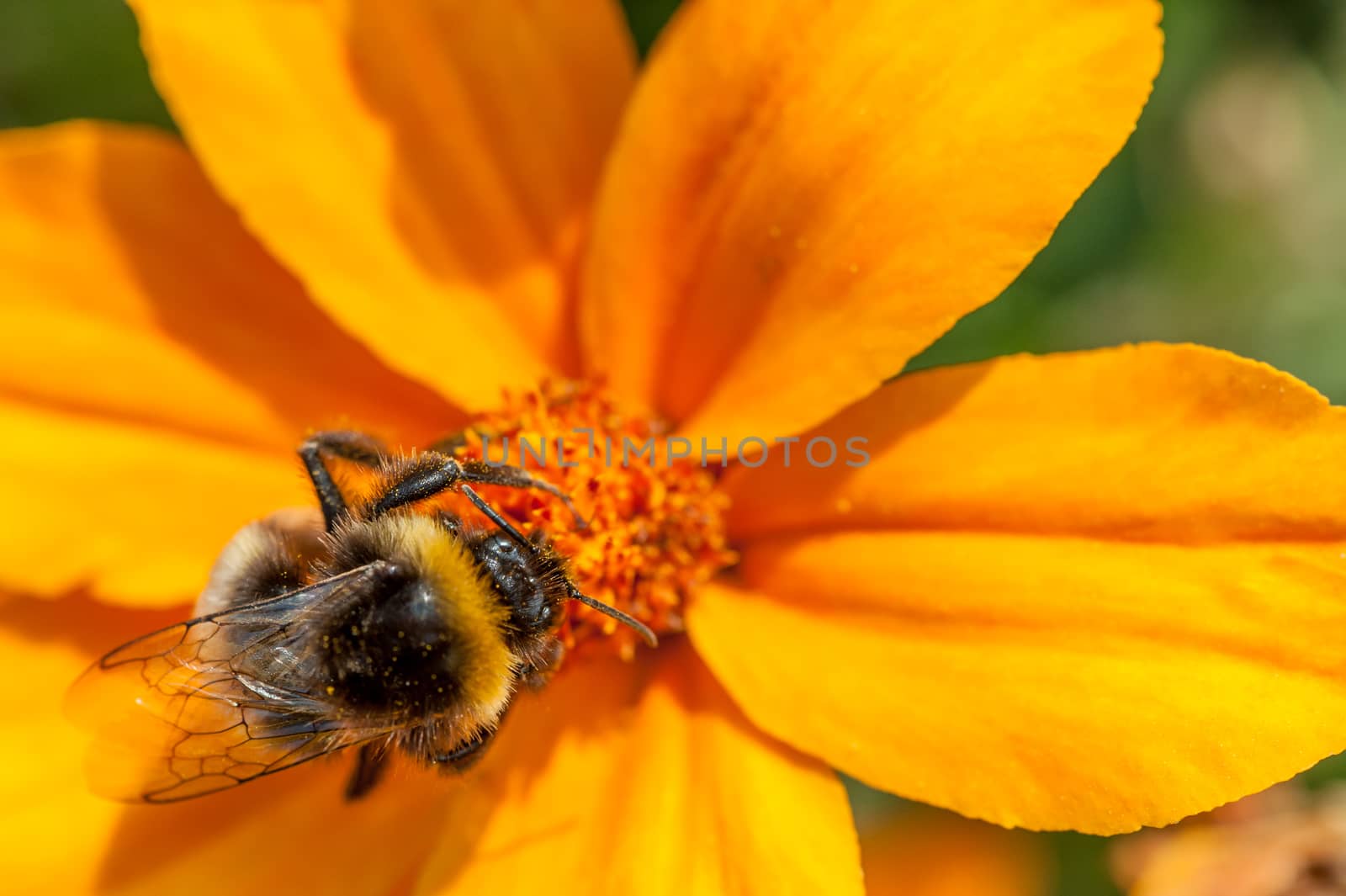 Mining bee on a orange flower, France