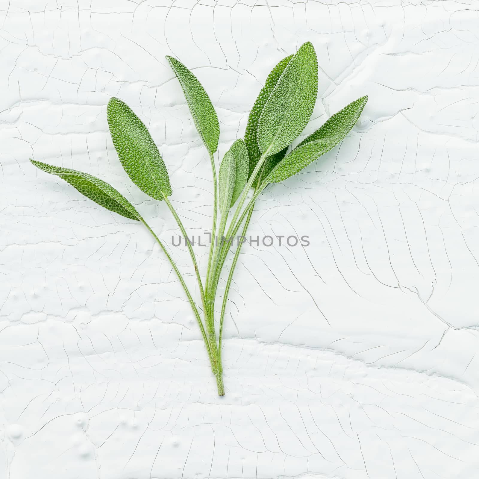 Closeup branch fresh sage leaves on white wooden background . Al by kerdkanno