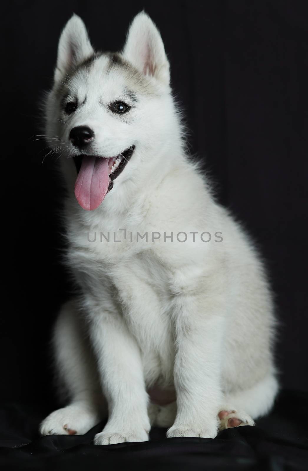 A brown and white dog. Little Siberian Husky puppy, white with black. High quality photo