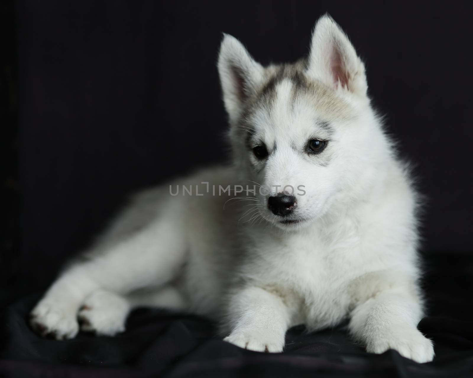 A brown and white dog. Little Siberian Husky puppy, white with black. High quality photo