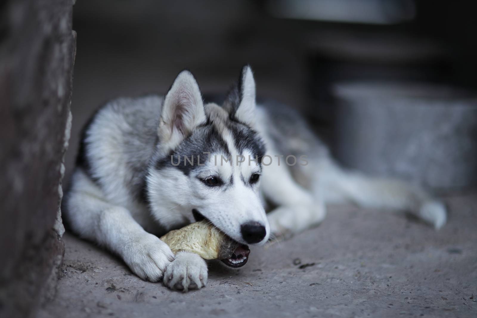 Little Siberian Husky puppy, white with black by selinsmo