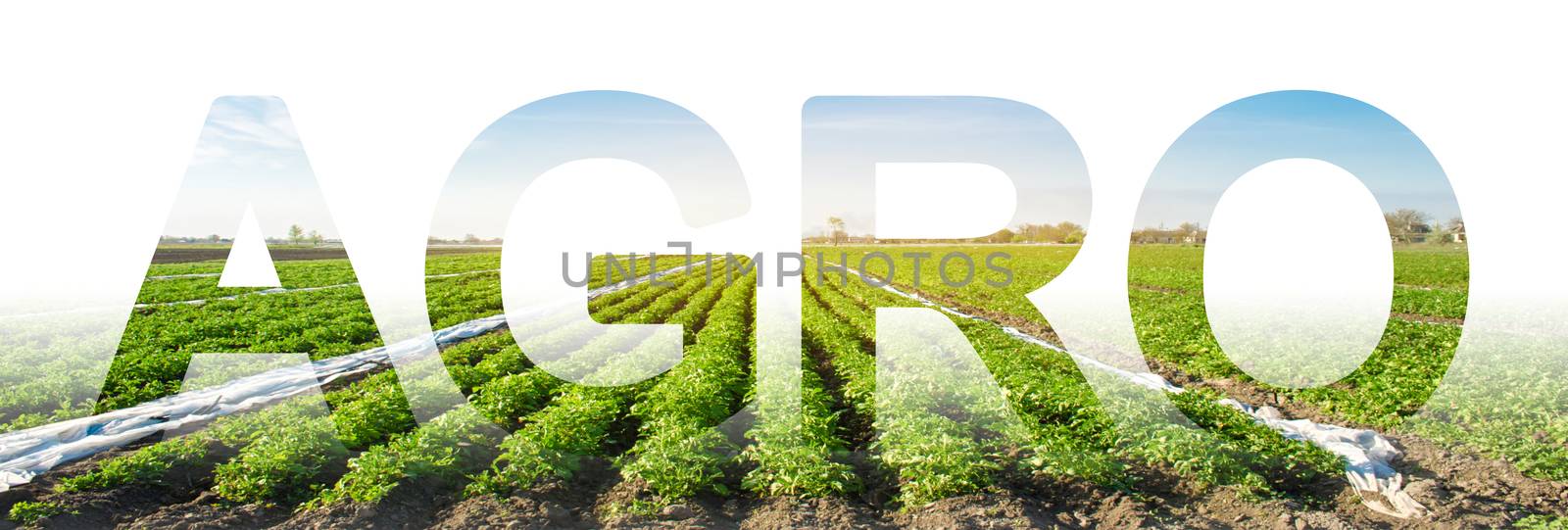 The inscription Agro on the background of a potato plantation field. Agribusiness and agro-industry. Agriculture. The use of innovative technologies, equipment and fertilizers. Beautiful landscape