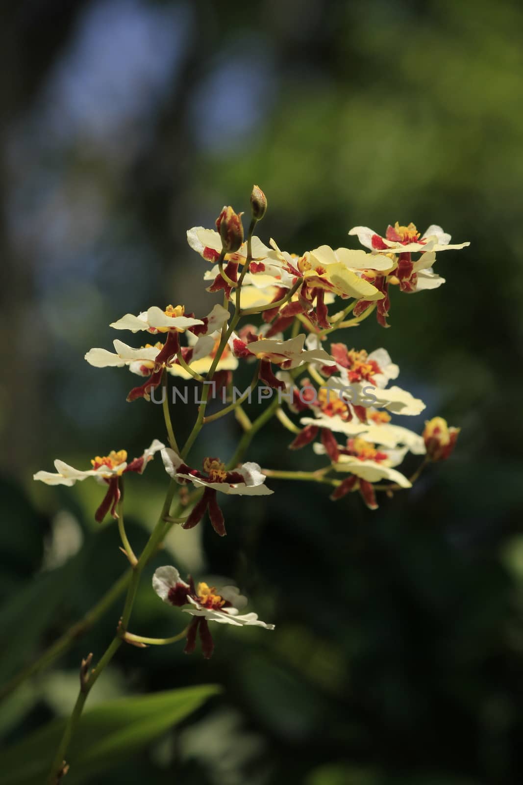 ,Yellow orchid oncidium ,Yellow flowers on a beautiful orchid