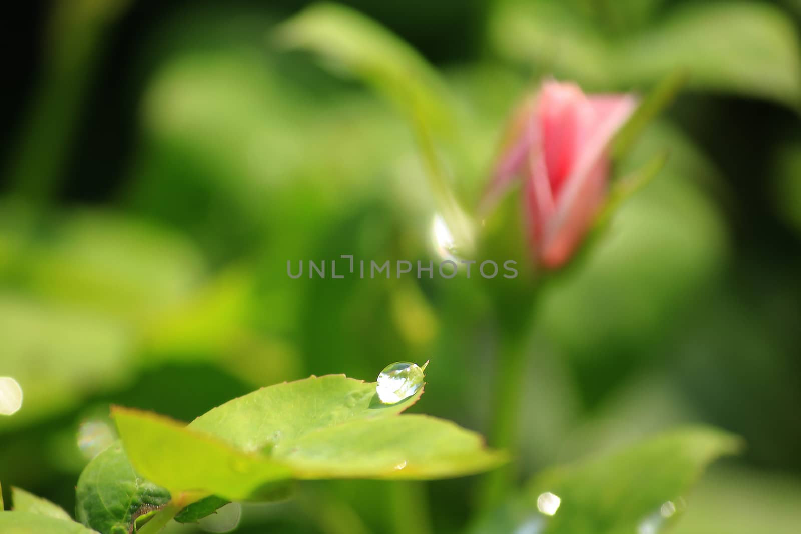 Water drops on rose leaves