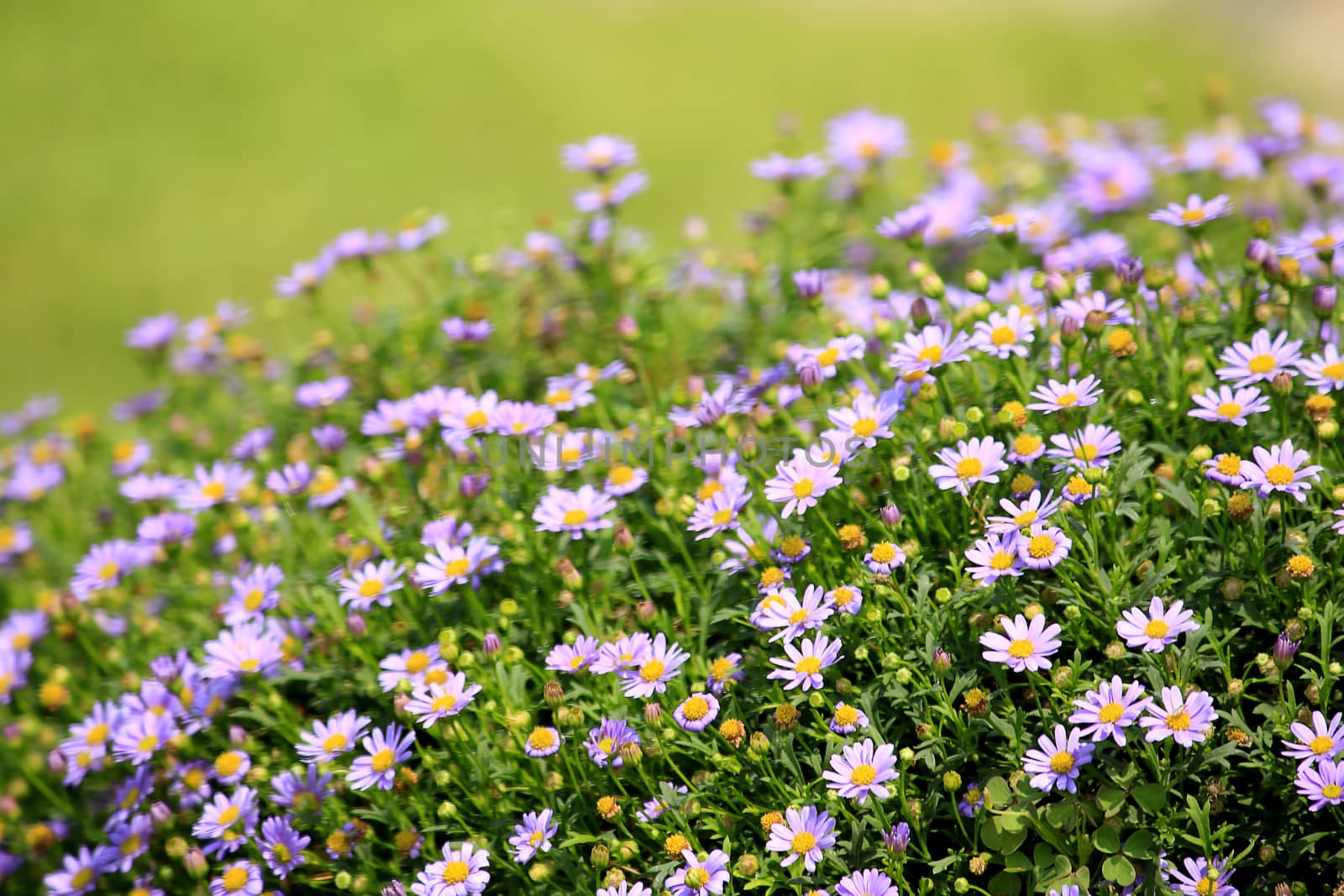 Purple chrysanthemum blooming in the garden by Puripatt