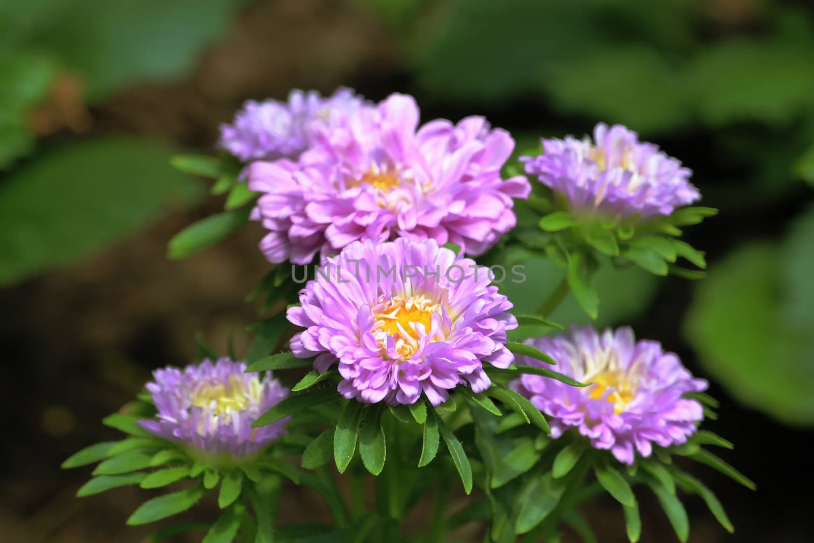 Purple chrysanthemum blooming by Puripatt