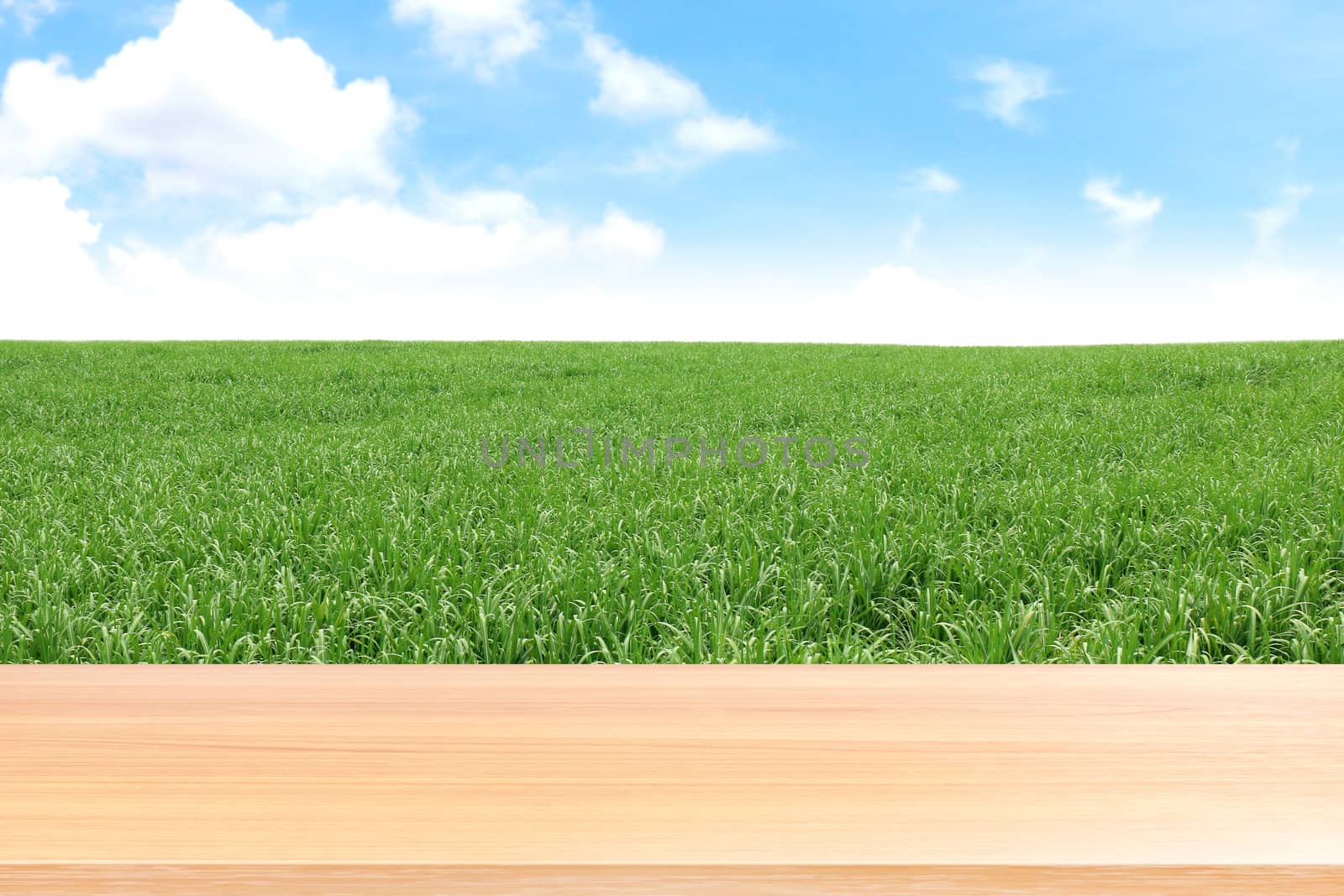 empty wood table floors on sugarcane field plantation background, wood table board empty front sugar cane landscape, wooden plank blank on sugarcane tree for mock up display products sugar cane