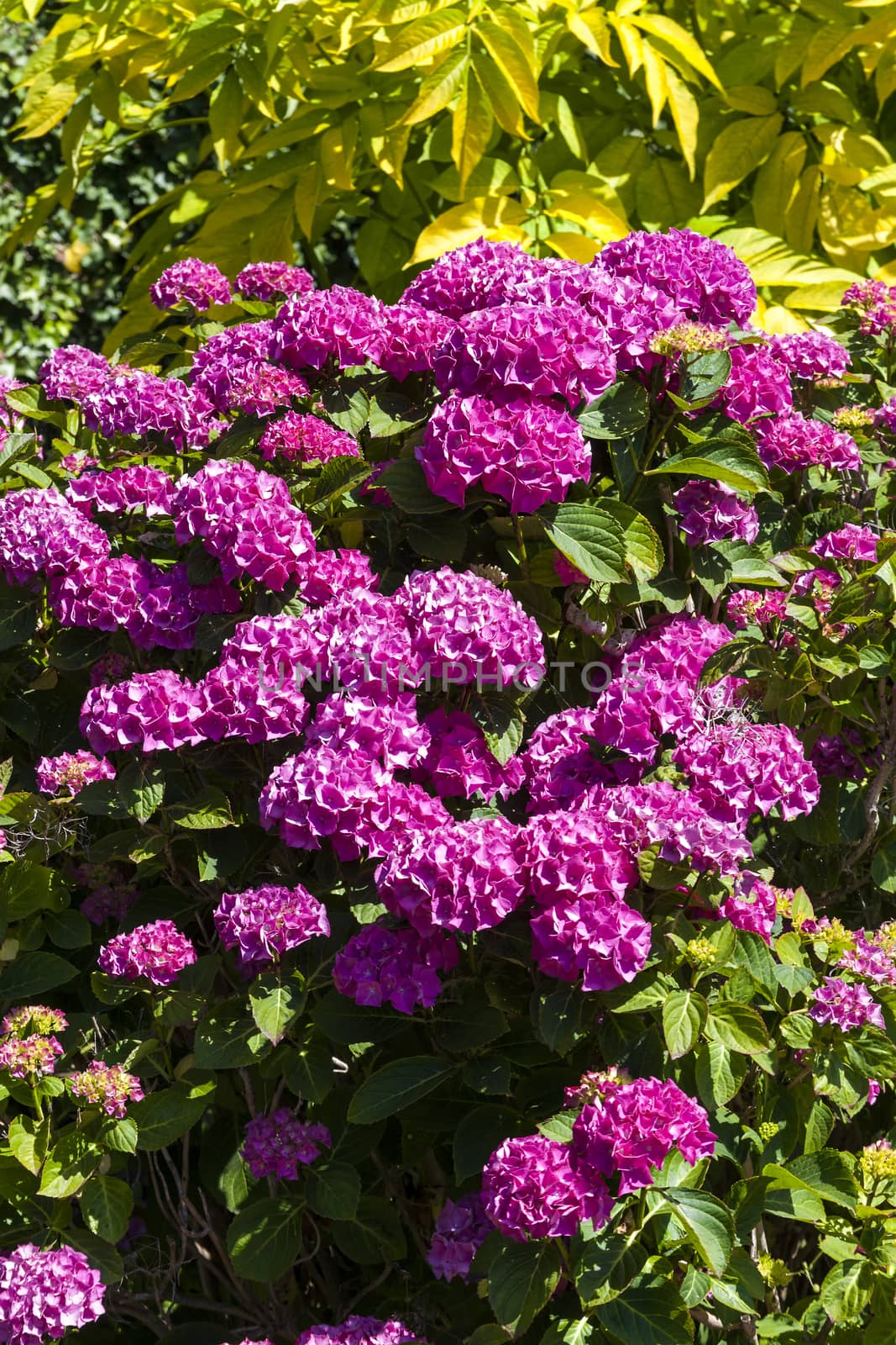 Pink hydrangea macrophylla by ant