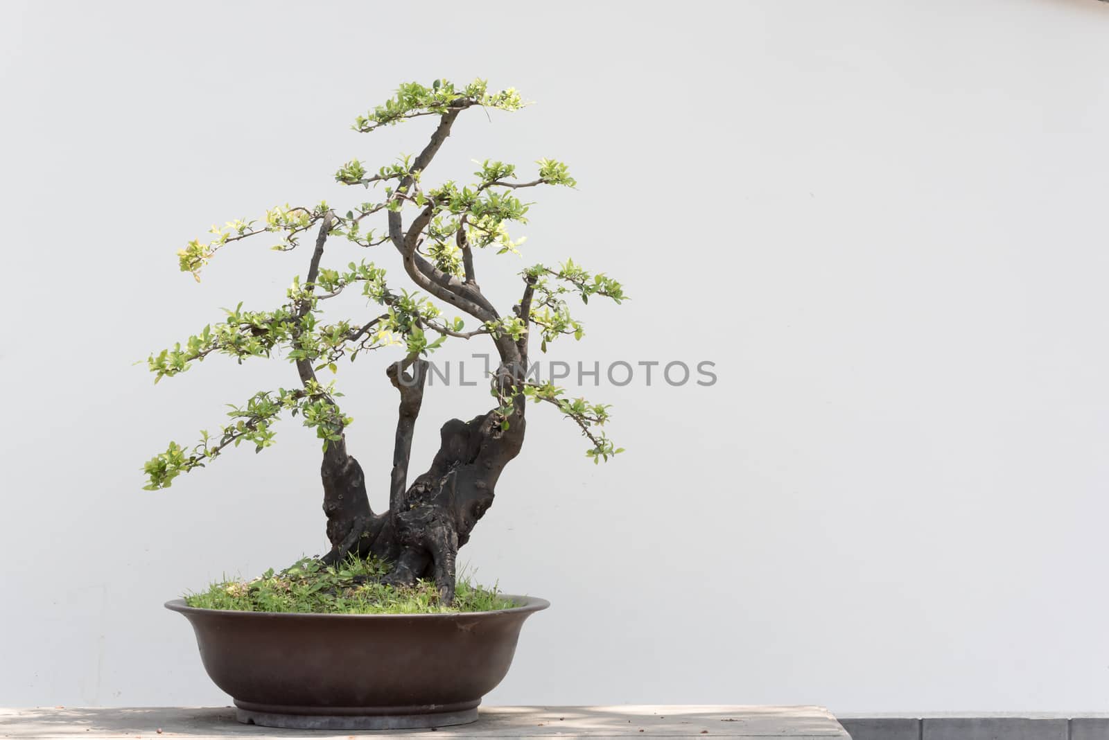 Bonsai tree on a table against white wall in BaiHuaTan public park, Chengdu, China