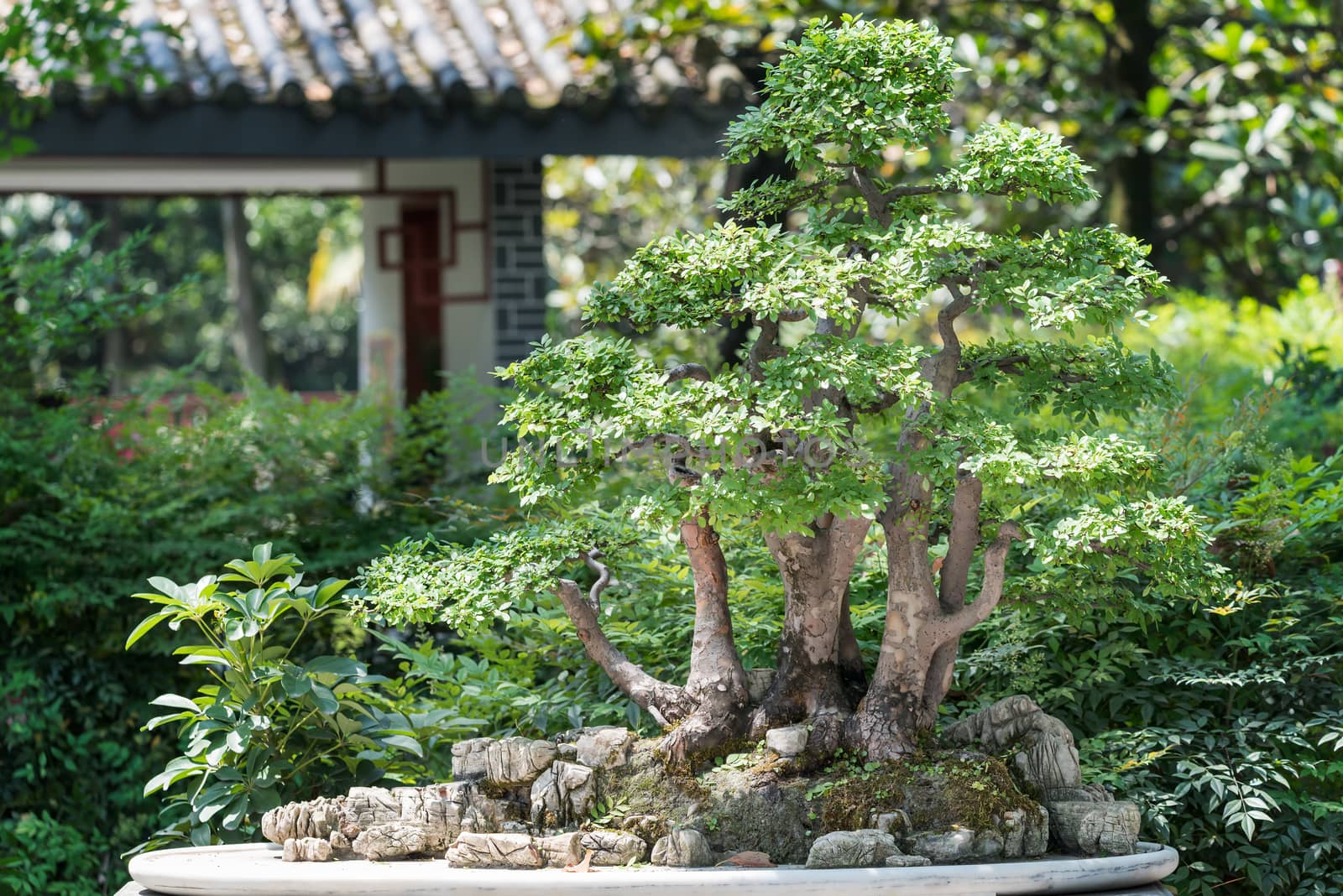 Bonsai against vevetation background in BaiHuaTan public park, Chengdu, China