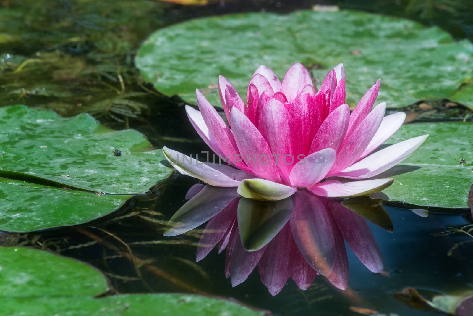 Purple water lily flower in a pond in China