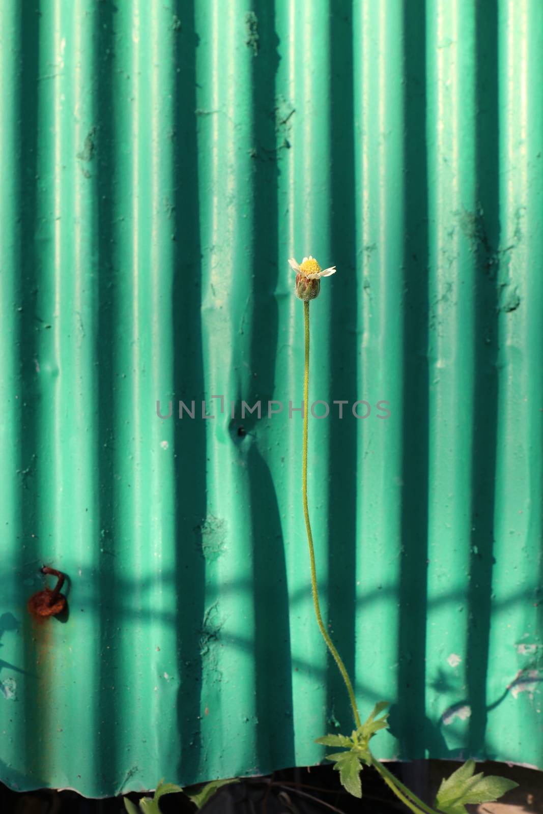 Grass, small flowers beside the fence, galvanized sheet, Small flowers on green galvanized sheet old background morning for design by cgdeaw