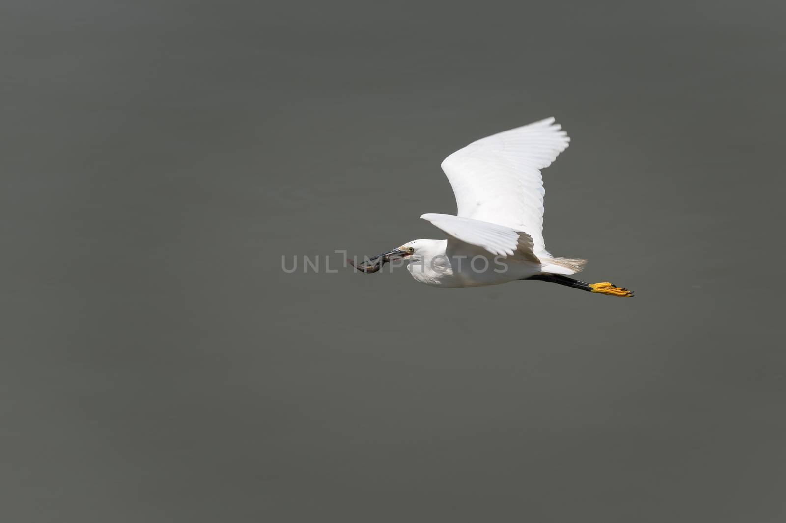 Little egret Egreta Garzetta flying with a fish in the beak