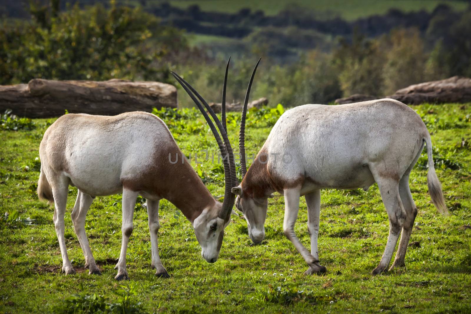 Scimitar Horned Oryx which was once widespread across North Africa but is now an endangered species of antelope