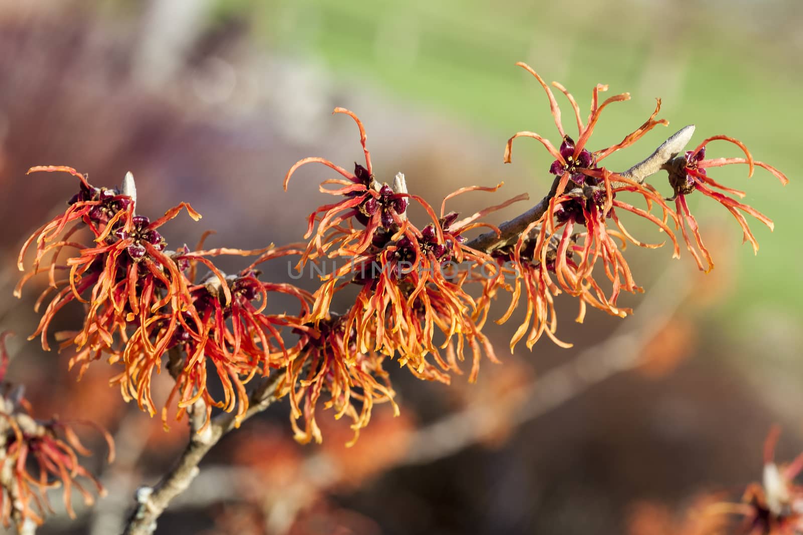 Witch Hazel (Hamamelis) an orange red yellow winter spring flowering shrub