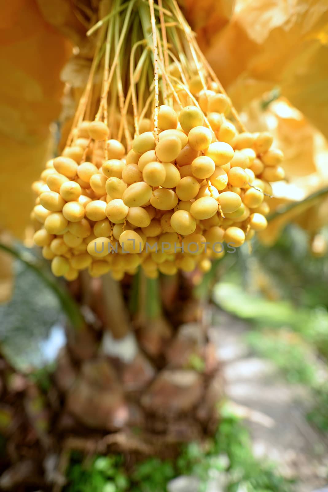 Date palm yellow fruit On a blurred background