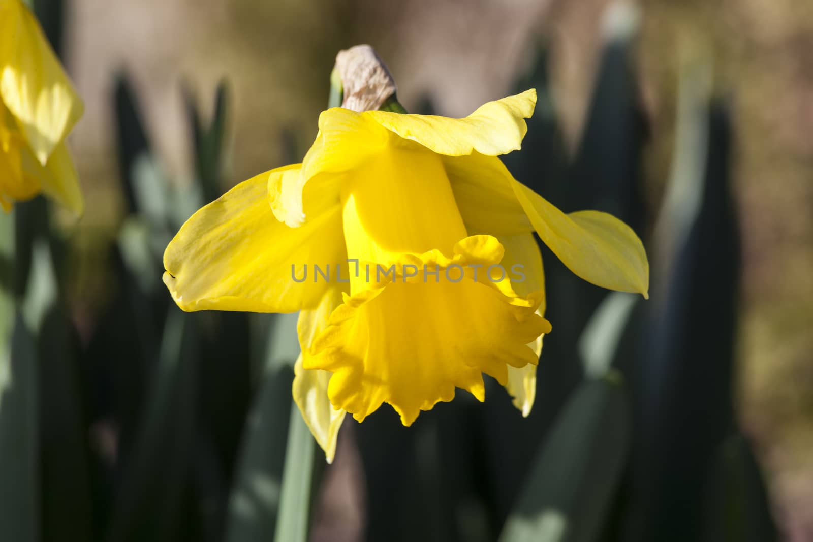 Daffodil (narcissus) 'Early Sensation'  by ant