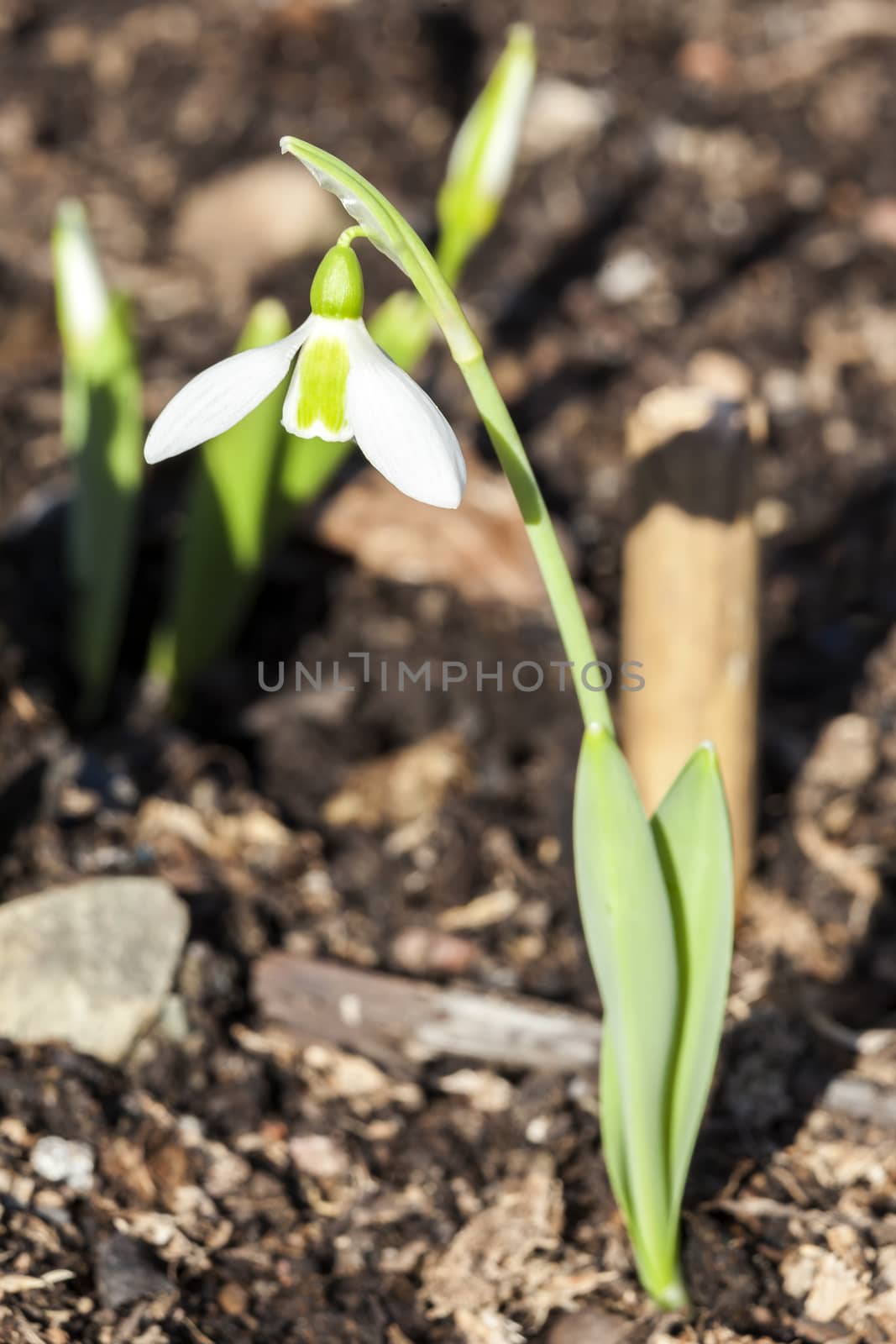 Snowdrop (Galanthus) Elwesii  by ant