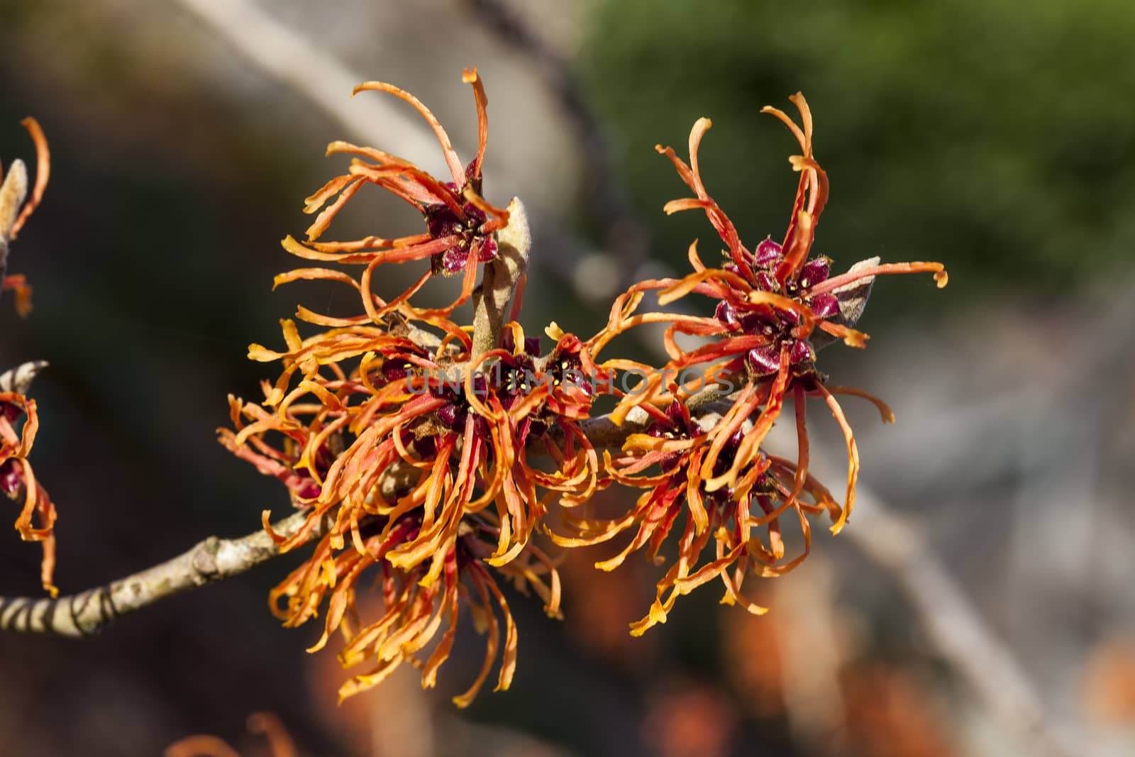 Witch Hazel (Hamamelis) an orange red yellow winter spring flowering shrub