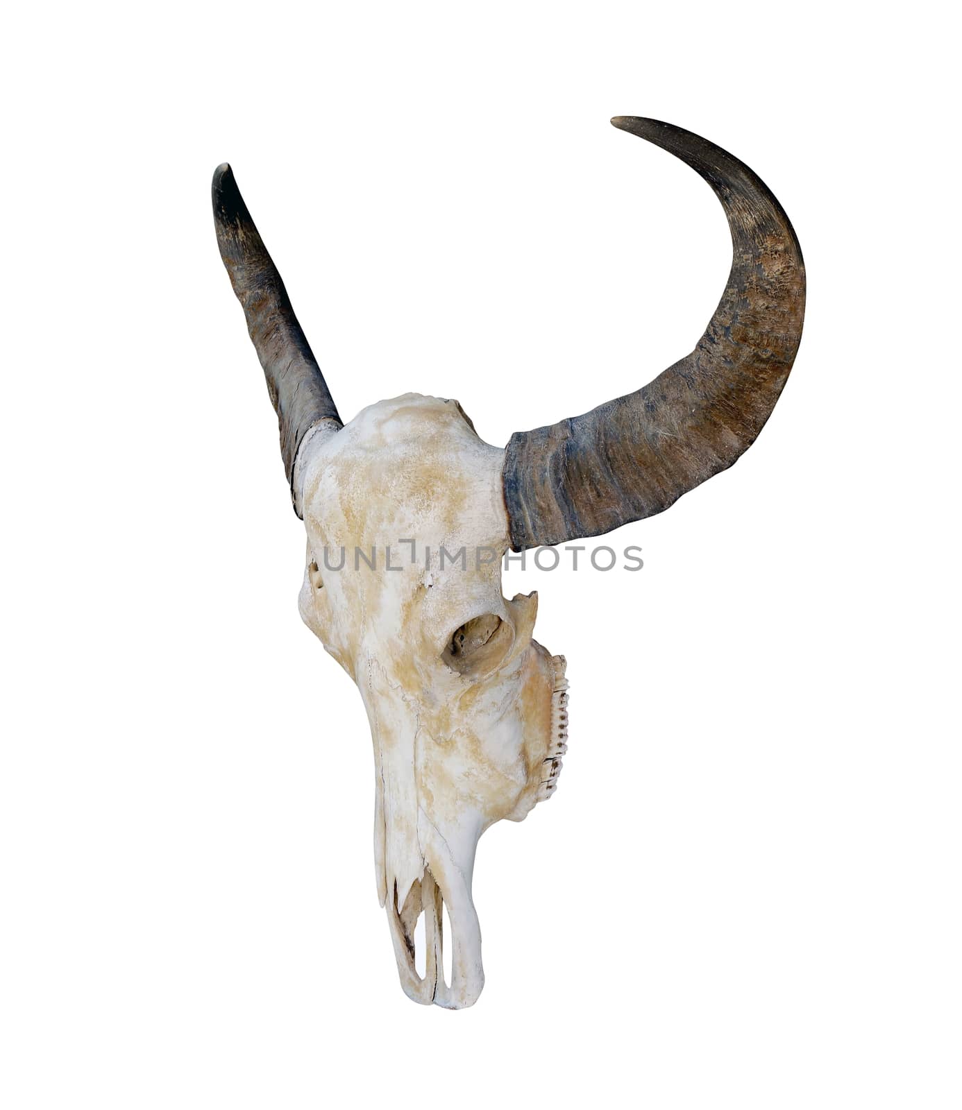 cow skull, head cow skull with horns isolated on white background, skull horn