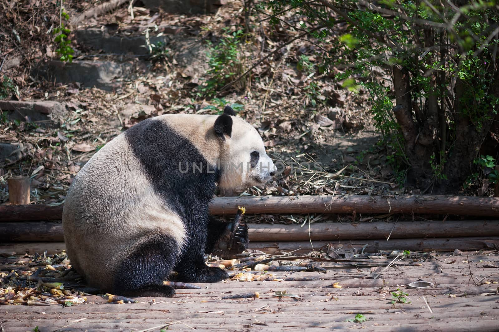 Giant panda eating bamboo  closeup, Chengdu, China