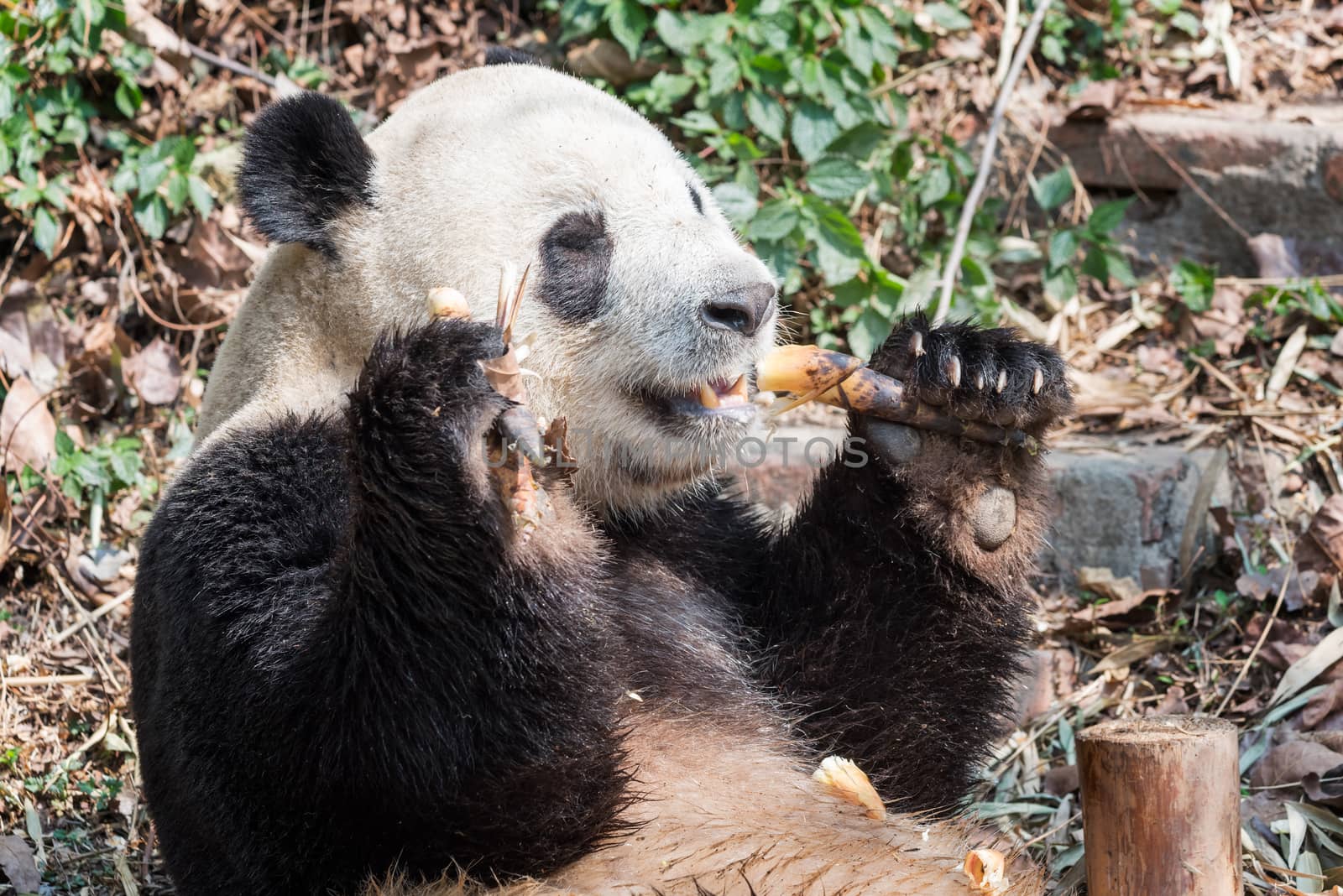 Giant panda eating bamboo  closeup, Chengdu, China