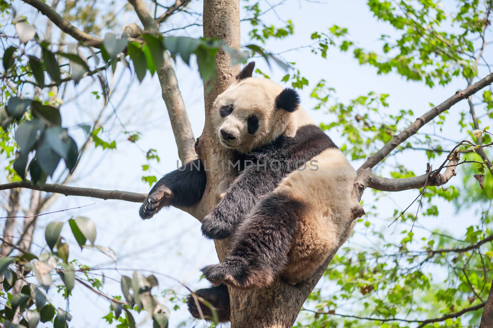 Giant panda sleeping in a tree, Chengdu, China