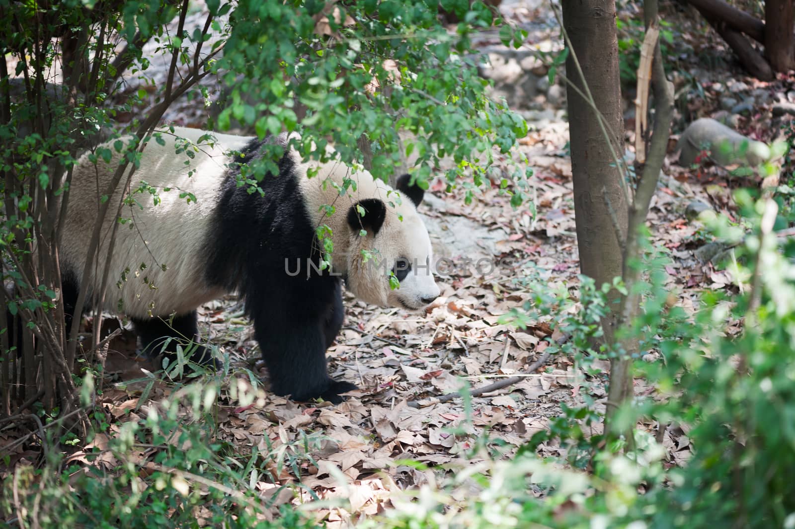Giant panda walking in the forest, Chengdu, China