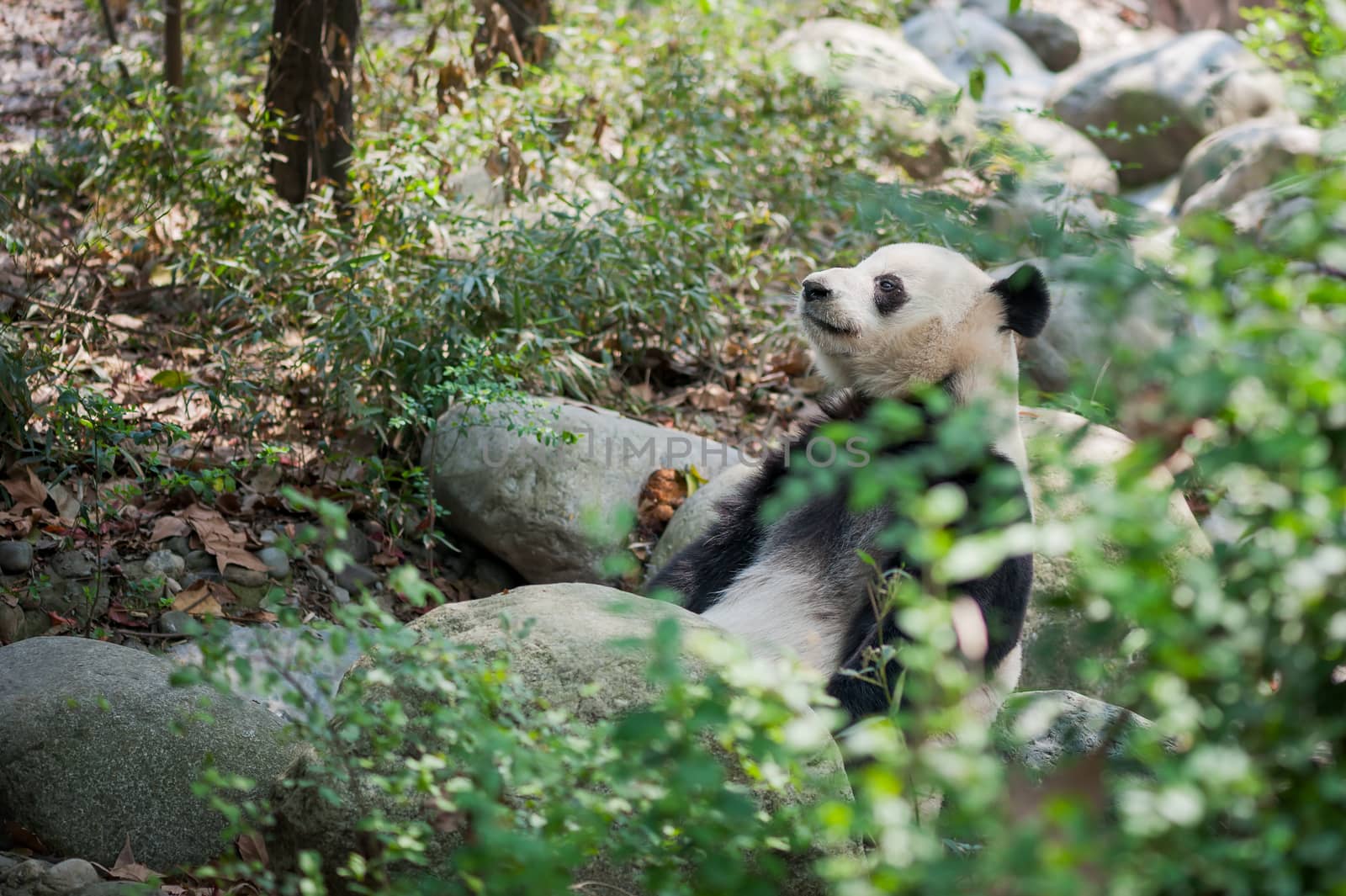 Giant panda lying on rock in the forest, Chengdu,  China