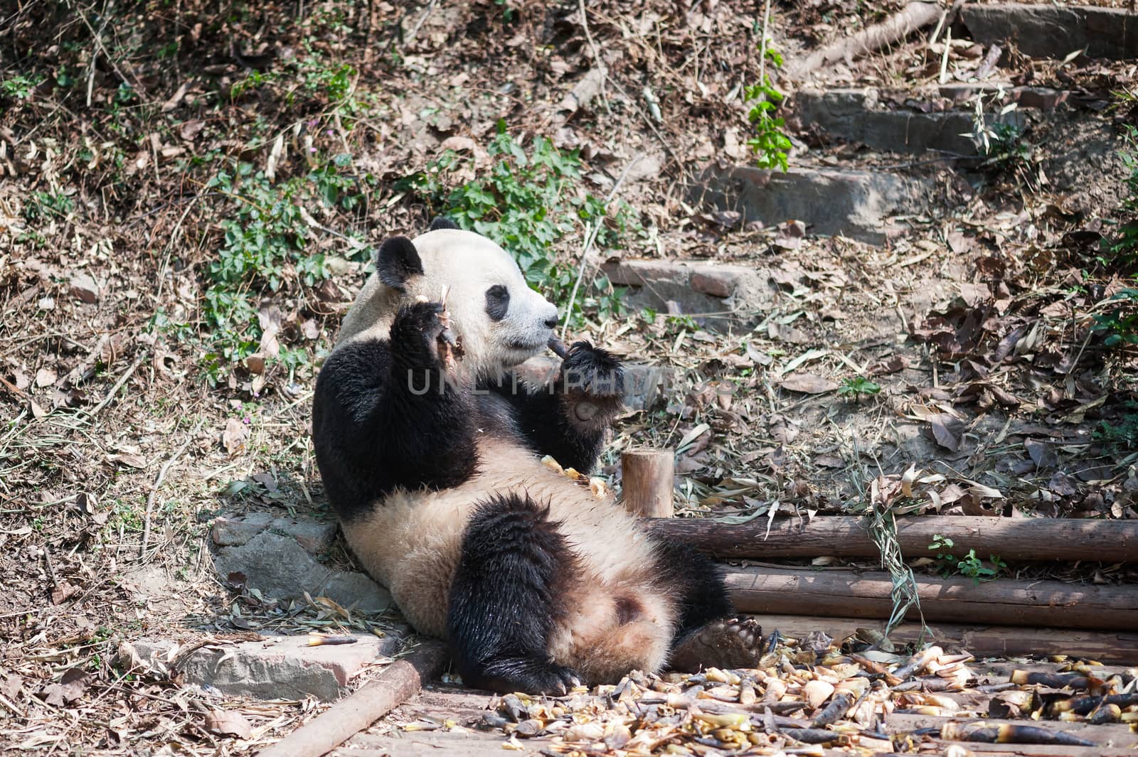 Giant panda sitting down and eating bamboo, Chengdu, China