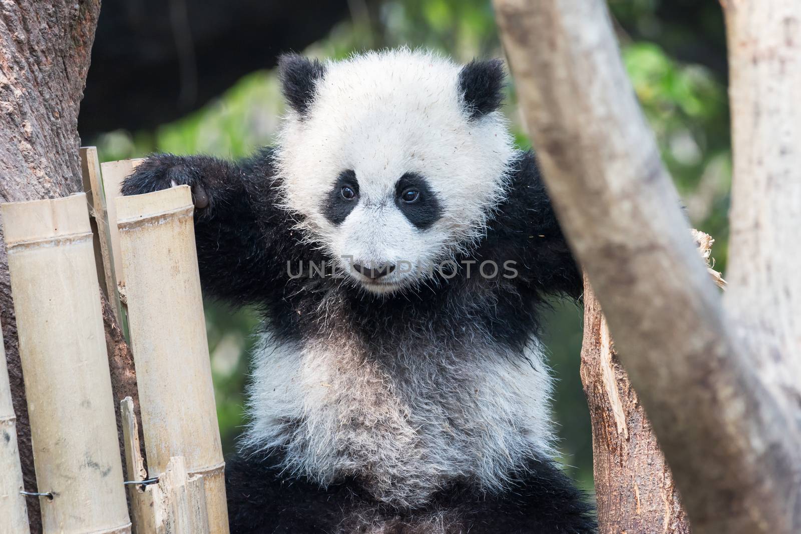 Panda cub playing in a tree, Chengdu, China