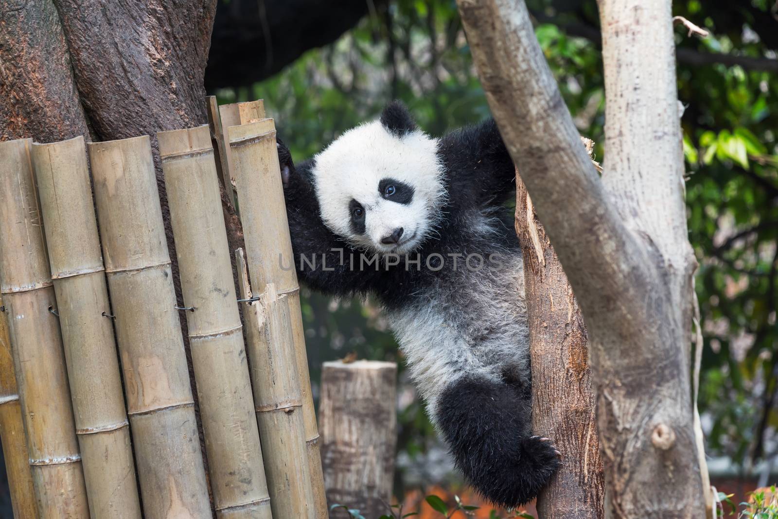 Panda cub playing in a tree, Chengdu, China